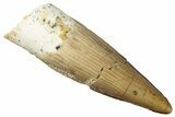 Fossil Spinosaurus Tooth - Real Dinosaur Tooth #299134-1